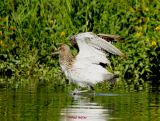 Grosser Brachvogel0018